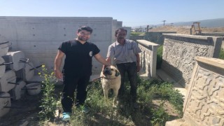 Akşehir Belediyesi sahipsiz sokak köpeklerini sahiplendiriyor