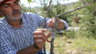 Ali Dağında Antep Fıstığı yetişecek