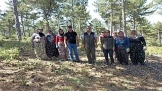 Altıntaş ormanlarında gençlik bakım çalışması