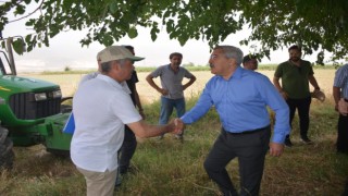 Amik Ovasında buğday hasadı başladı