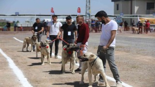 Anadolu Çoban Köpekleri Güzellik Yarışması