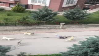 Ankarada 6 başıboş köpeğin çocuğa saldırma anı kamerada