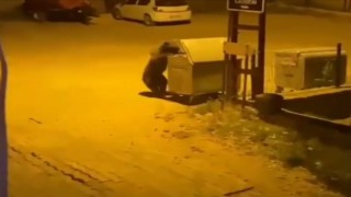 Ankarada aç kalan ayı köye indi