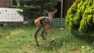 Annesi bulunamayan kızıl geyik koruma altına alındı