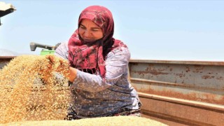 Antalyada buğday hasadı başladı