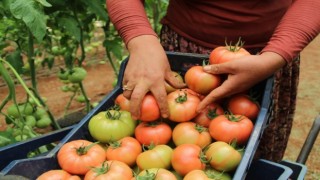Antalyada domates çiftçinin yüzünü güldürdü