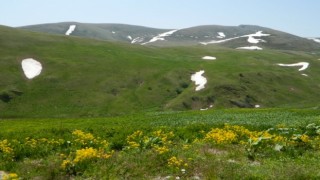 Ardahanda yayla yolculuğu başladı