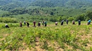 Aromatik bitki bahçelerine anne eli değdi