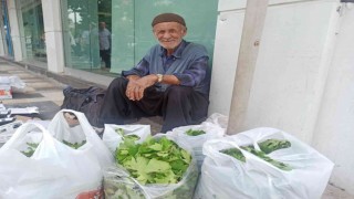Asma yaprağı geçim kaynağı oldu