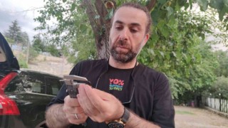 Ateş semenderinin popülasyonu inceleniyor
