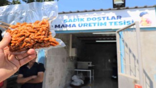 Atık gıdalar sokak hayvanları için mamaya dönüşecek
