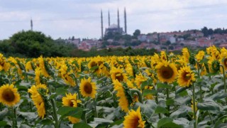 Ayçiçeğinde son 10 yılın en yüksek verimi bekleniyor