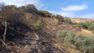Aydında zeytinlik alandaki yangın büyümeden söndürüldü