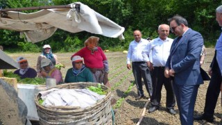 Bafrada tütün fideleri toprakla buluştu
