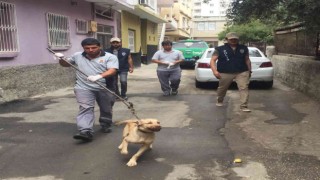 Bagajda taşınan köpek barınağa teslim edildi