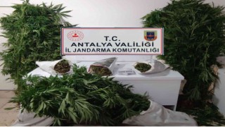 Bahçesinde kenevir yetiştiren şüpheli yakalandı