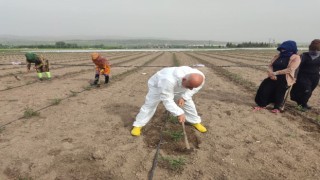 Bakan Kiriçci Kahramankazanı ziyaret etti, tarlada çapa yaptı