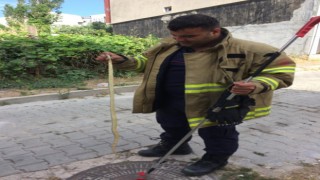 Bandırma da cadde üzerinde gezen yılan itfaiye ekiplerince yakalandı
