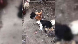 Başıboş sokak köpekleri bu kez tavukları hedef aldı