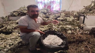 Batmanda ipek böceği besicilerinin koza hasadı başladı