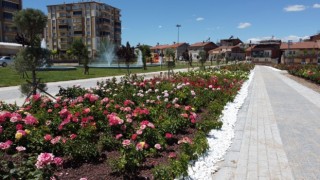 Battalgazideki gül bahçesinde sona yaklaşıldı