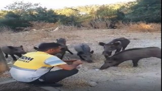 Belediye işçisi, yaban domuzlarını elleriyle besledi