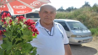 Bilecikte şarkısıyla ünlü olan Ebe Gümeci çiçeğine vatandaşlar yoğun ilgi gösteriyor