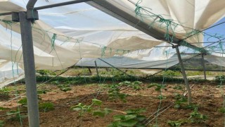 Bilecikte seraları hortum vurdu