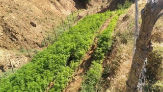 Bingölde 21 bin kök kenevir bitkisi ele geçirildi