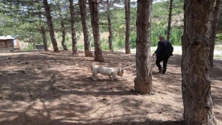 Bingölde başıboş pitbull, barınağa götürüldü