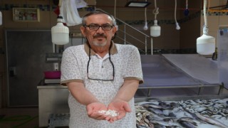 Böbrek taşı düşürdüğüne inanılan eşkina balığındaki taşlar 5 TLden alıcı buluyor