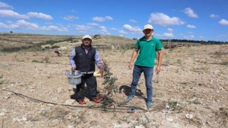 Boş ve atıl araziler Antep Fıstığı bahçelerine dönüyor