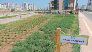 Bu bahçeden sebze toplamak ücretsiz