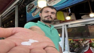 Bu balık böbrek taşı düşürüyor