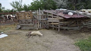 Burdurda sokak köpekleri koyunlara saldırdı, vatandaş isyan etti