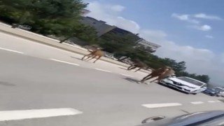 Bursada başıboş atlar trafiği felç etti