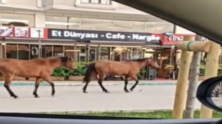 Bursada başıboş atlar yollarda cirit atıyor