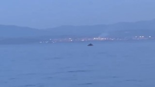 Bursada yunus balıklarının şovu kameralarda