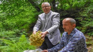 Bursanın dünyaca ünlü ıhlamur ormanlarında hasat başladı