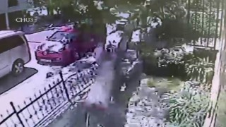 Büyükçekmecede ağacın araç üstüne devril anı kamerada