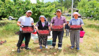 Çamelinin ünlü yayla kirazında hasat başladı