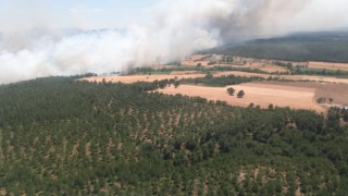 Çanakkalede ziraat yangını ormana sıçradı