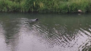 Canı balık çeken köpek derede avlanırken görüntülendi