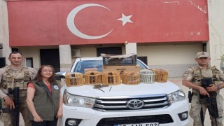 Çatakta kafes avcılığı yapan 1 kişi jandarmaya takıldı