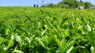 Çay üreticilerinden budama bedeli talebi