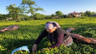 ÇAYKUR, üreticiden çay almaya devam ediyor