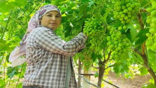 Çekirdeksiz Sultaniye üzümler ihracat için hazırlanıyor