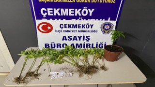 Çekmeköyde otoban kenarında Hint keneviri yetiştiren 2 şüpheli adli kontrol şartıyla serbest