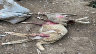 Çiftliğe giren sokak köpekleri onlarca hayvanı telef etti