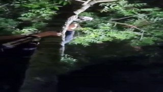 Çıktığı ağaçtan inemeyen yavru kedi için seferber oldular